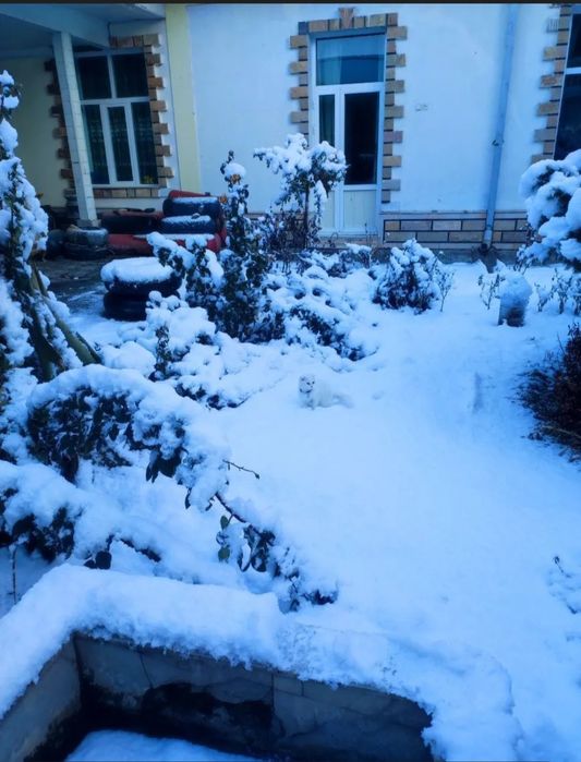 Sotiladi zotli mushuk.skottish fold.o'gil bola