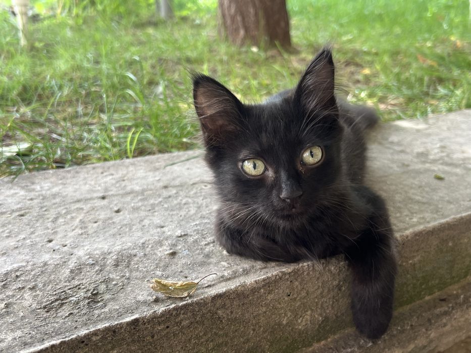 Отдам котят в хорошие руки