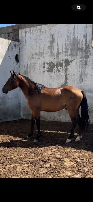 Айғыр Айгыр Жеребец