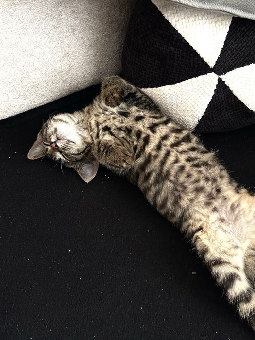 шотландский котенок