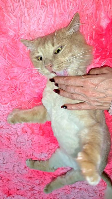 Adoptie motan pufos,superb si iubitor!