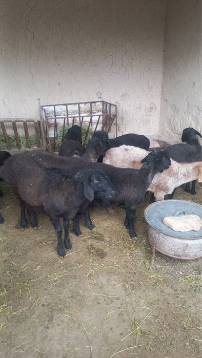 Семіз жас қойлар сатылады