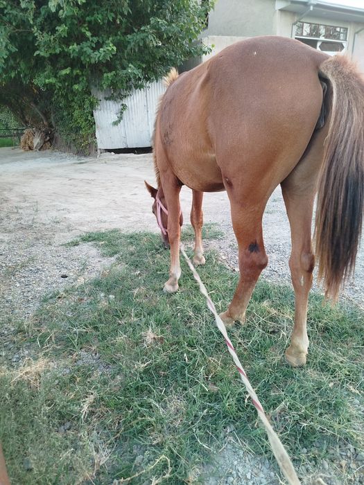 Sogʻlom hechqayerida nuqsoni yoq