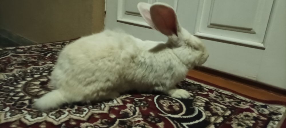 Куйон сотилади семиз 40 мин кг тарозига