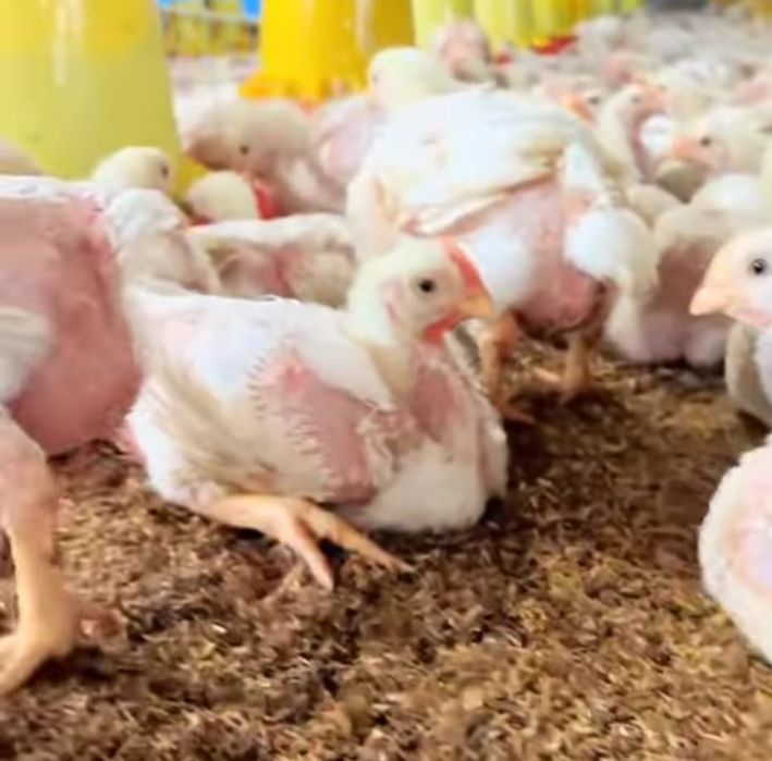 Ferma de Păsări Cudalbi