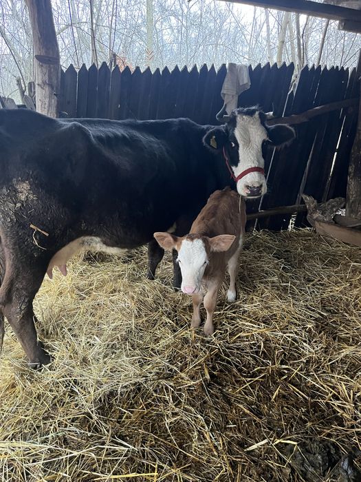 Vand vacă cu vițea