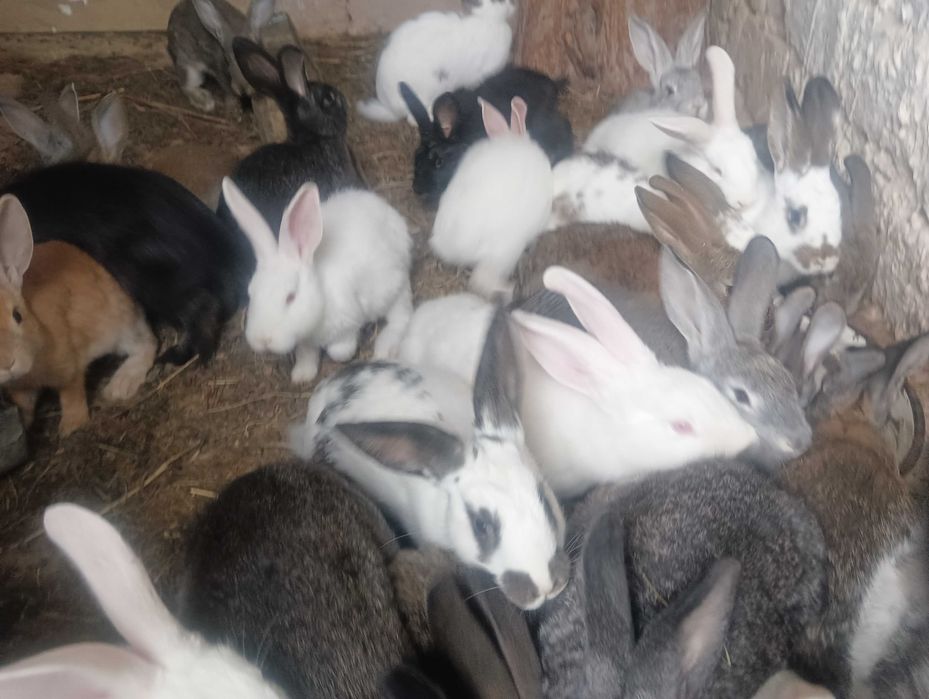 Quyon bolalari bor sotiladi ona quyonlarga bartir ham qilinadi