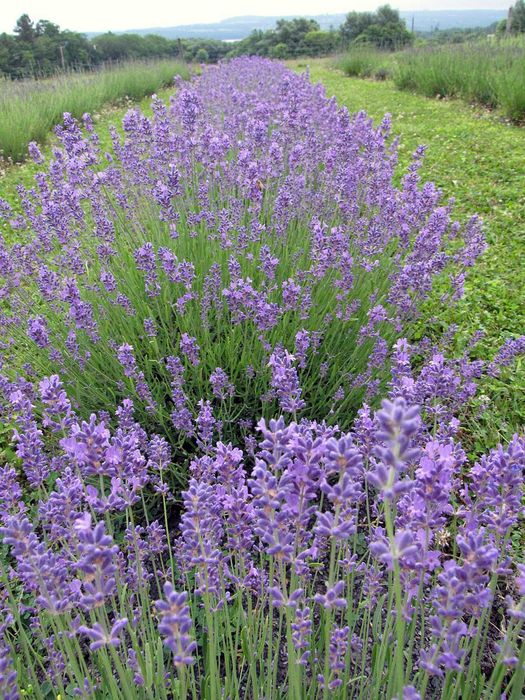 Lavanda matura(Anul 4)–tufa premium ghiveci 5L–bordura/terasă de vis