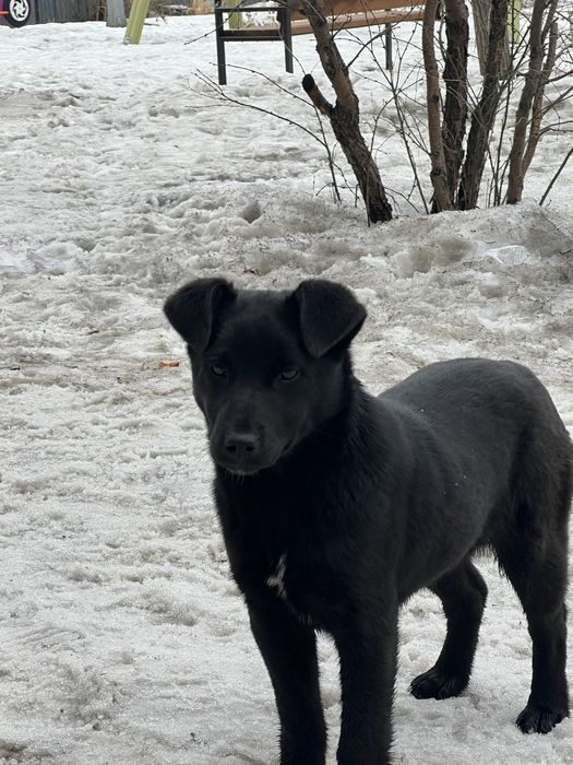 Срочно пристраивается щенок