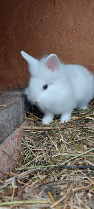 Iepuri de vânzare cap de leu