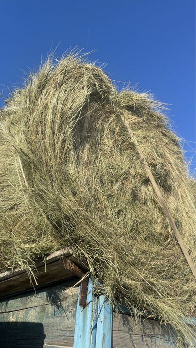 Продам сено в рулонах