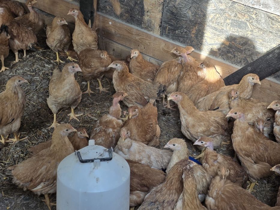 Pui rasa mixta de 3 luni