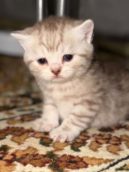Продам шотландских котят