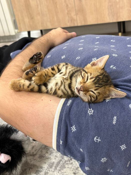 Продаём котенка Бенгальского