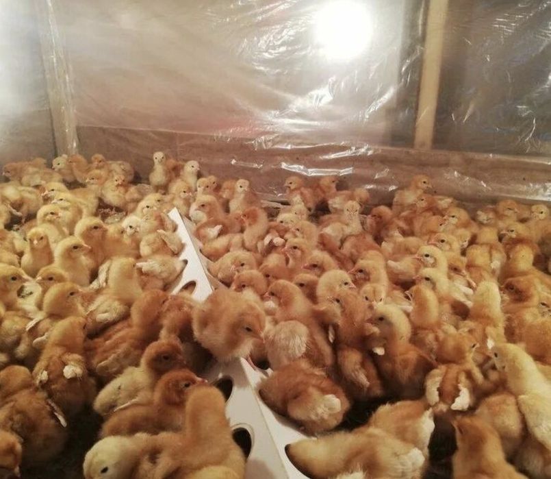 Инкубационные яйца Ломан Браун