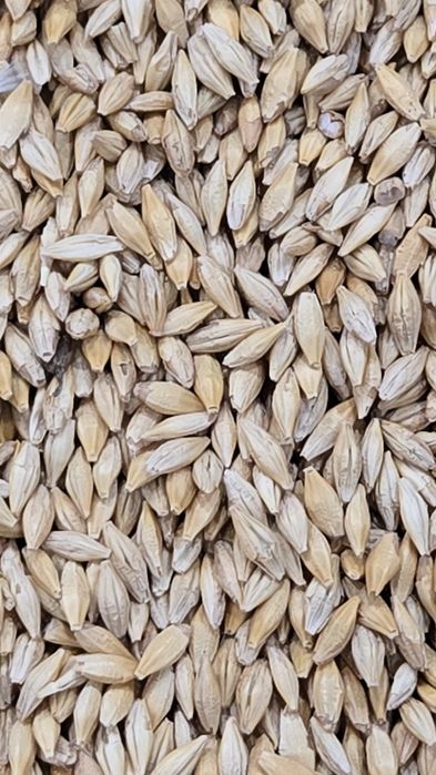 Экспорцет  семена тұқым