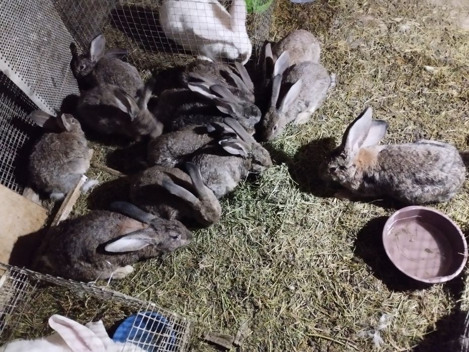 Куёнлар сотилади.