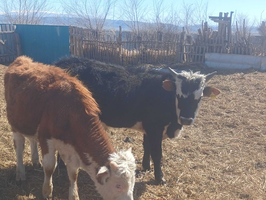 3 бас еркек тайыншалар сатылады