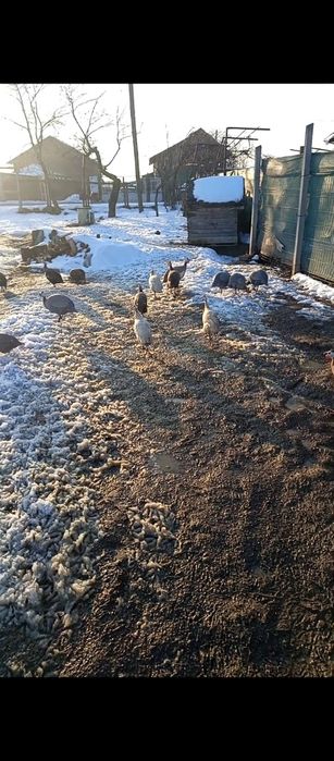 Vând bibilici din 2025