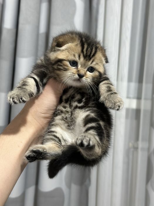 Шотландский вислоухий мальчик