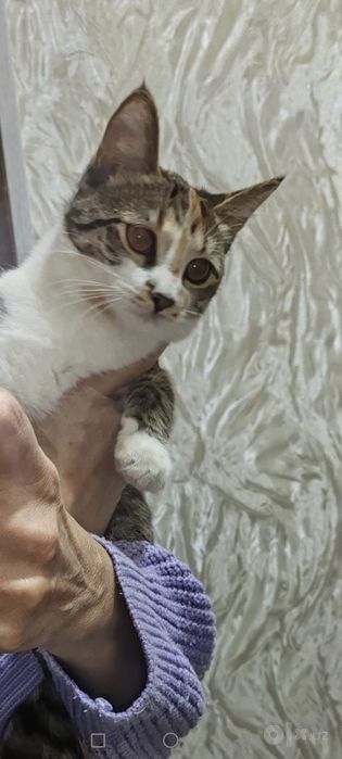 Отдам в хорошие и ответственные руки