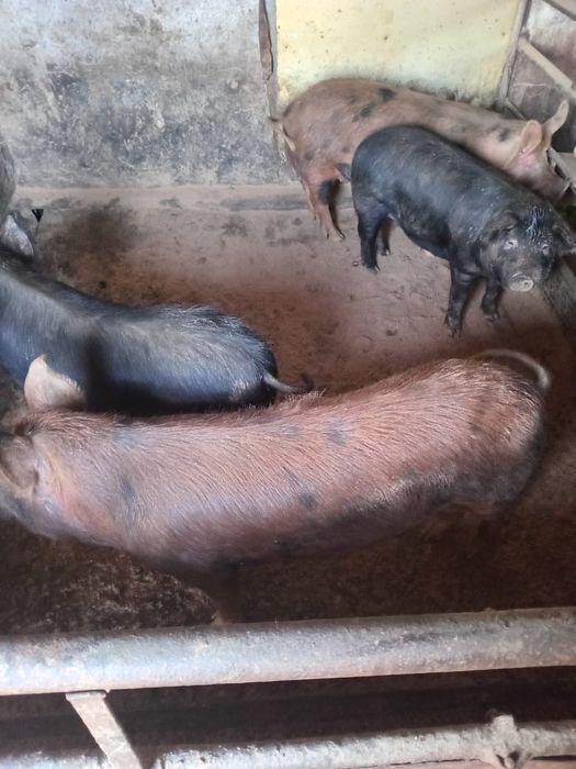 Продам свиней 8 месяцев