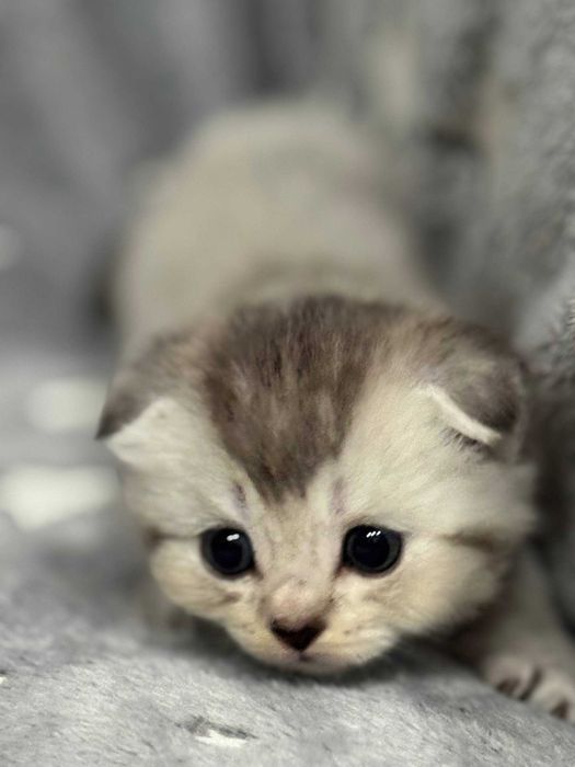 драгоценные шиншиллы котята