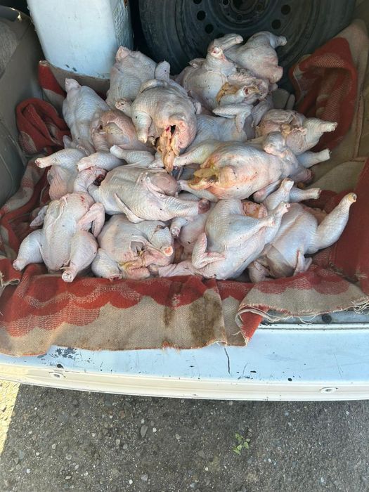 Продам домашние куры с шеями, не фабрика