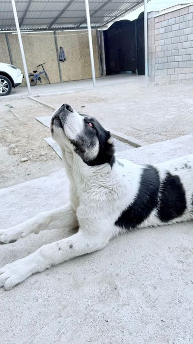 Продается тобет (сука)