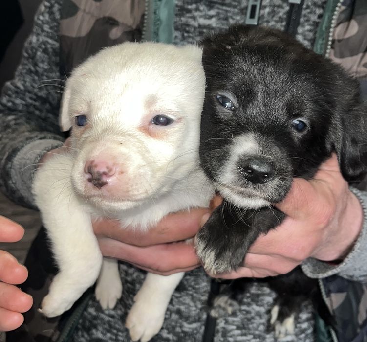 10 căței își caută familii iubitoare