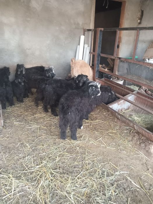 Шыбыштар лақтар сатылады.