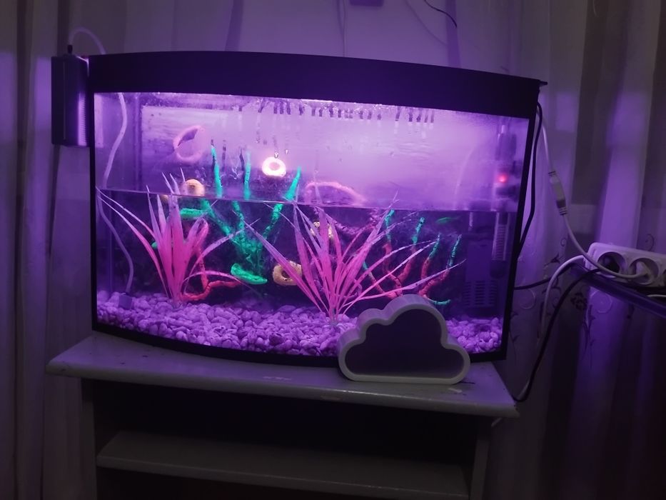 Akvarium. Baliqlar bilan