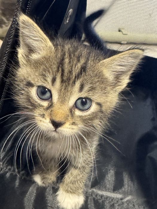 Котята бесплатно в добрые руки