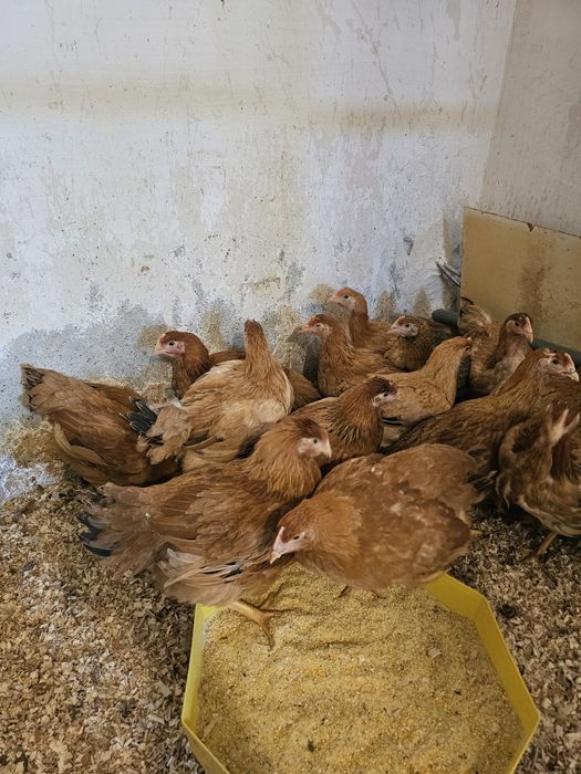 Vand puicute mixte mari