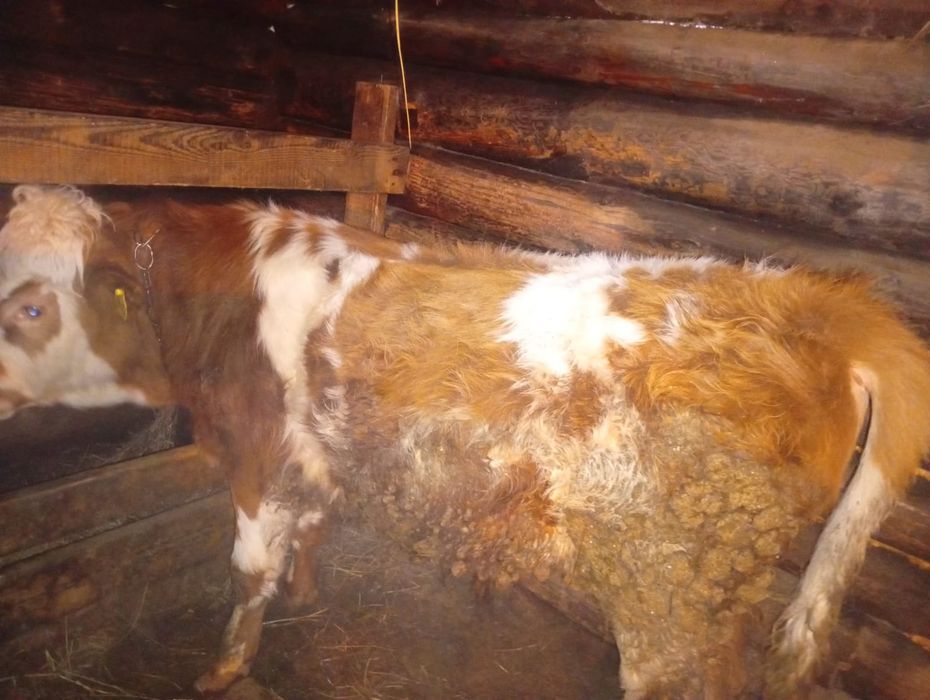 Откорм Бұқа сатылад