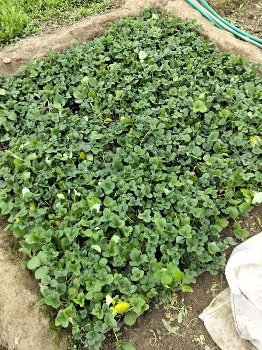 Кулупней ку́чати кареский сорт ва Изабелла сорт бор тайор ку́чат