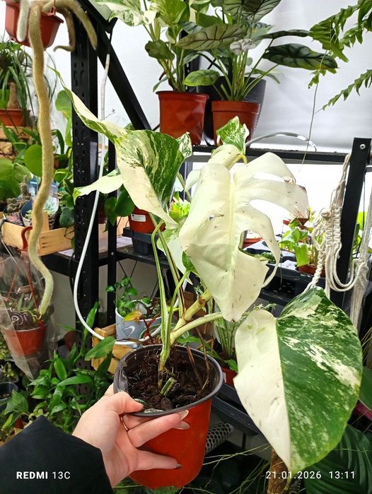 Монстера Альба монстера еллоу