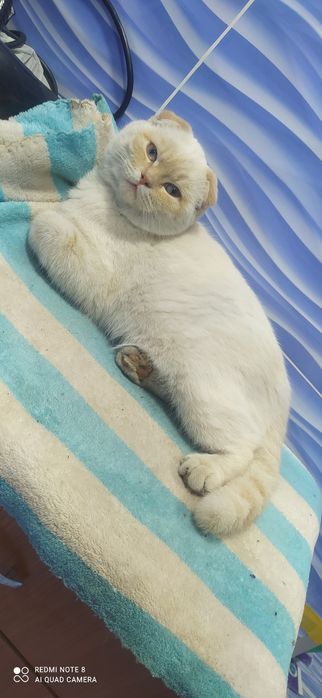 Шатланский фолд Shatlanskiy fold