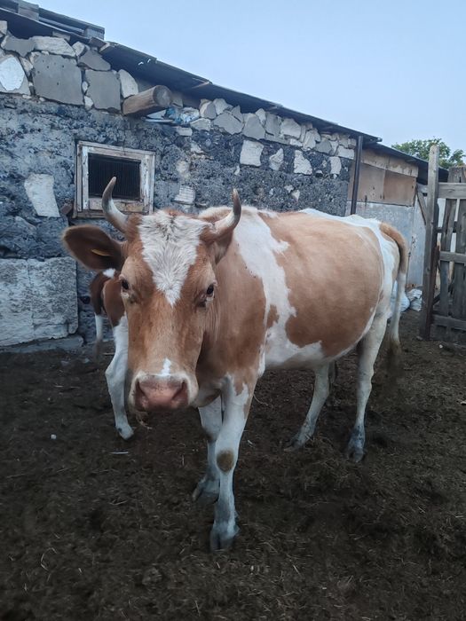 Продам корову с теленком