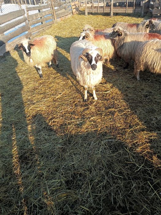 Vând berbecii brezi miori