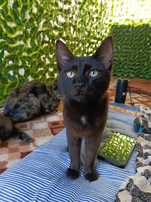 Отдам котят в хорошие руки