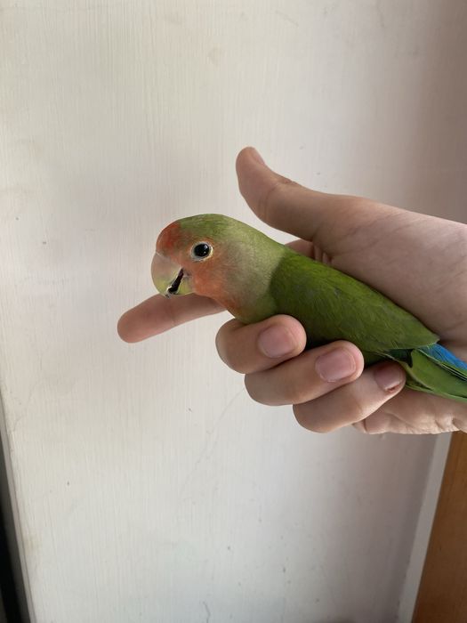 Продаю прирученных Папугаев