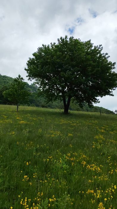 Teren Poiana Lunga,Cornereva