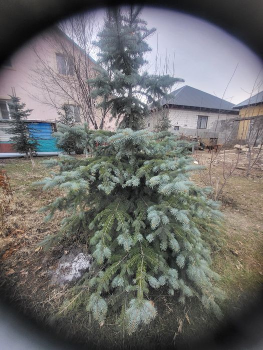 Ель голубая,7штук