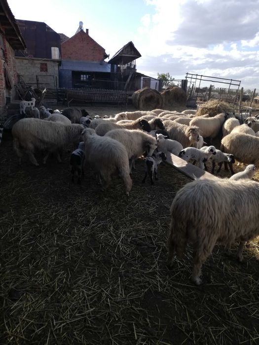 Ovine de vanzare