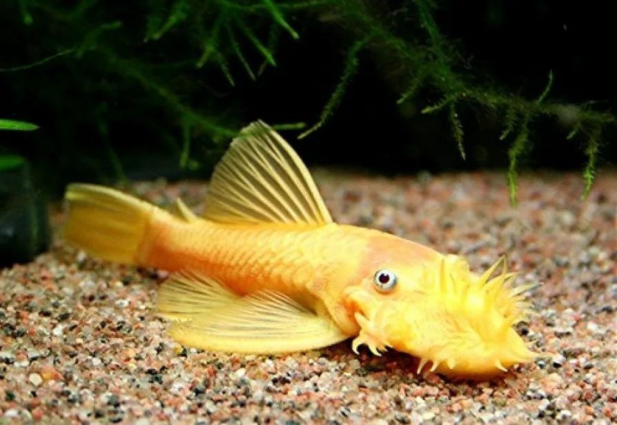 Анцитрус жолтый 2шт самец