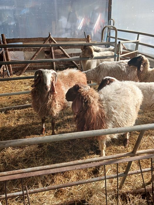 Продавам овце,мъжки шилета, кочове