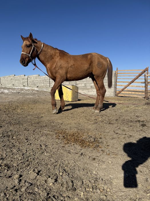 Тау кірең құнан жылқы сатылады