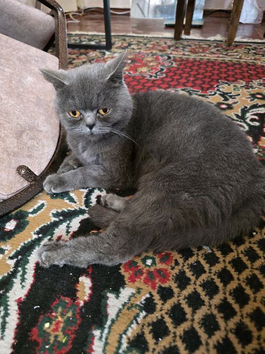 Продаётся кошка British Shorthair