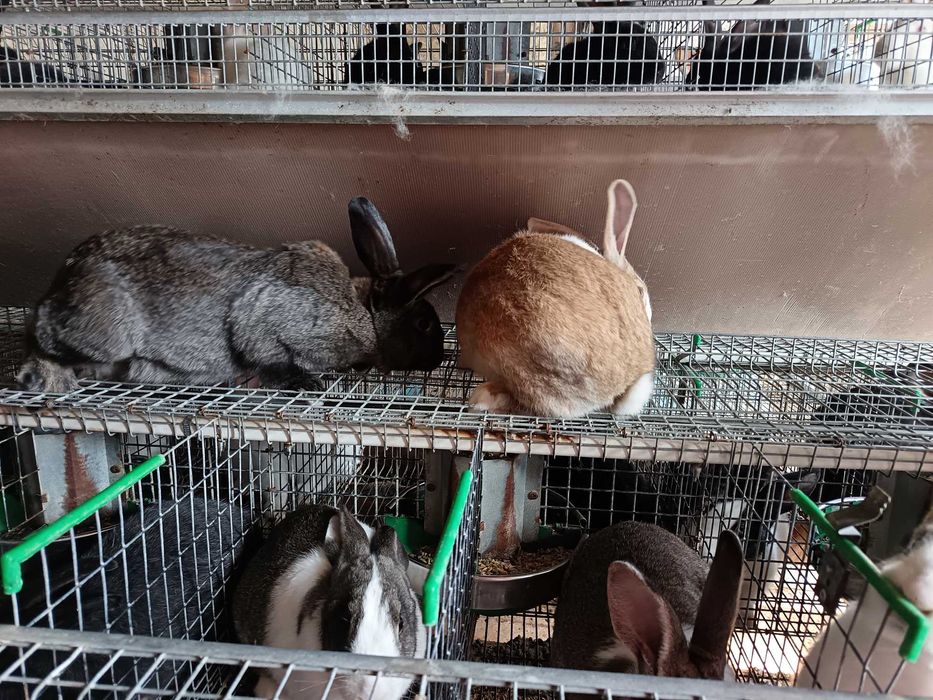 Iepuri cadou de paste,dar și pentru masa de Paști!!